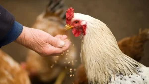 دانه مرغی چیست؟ - انواع و مزایای استفاده از دانه مرغی - شرکت توان مهر