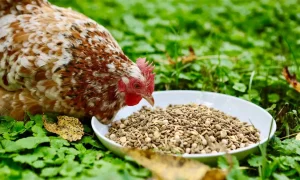 تفاوت دانه مرغی محلی و دانه مرغی صنعتی چیست؟ - توان مهر