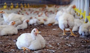 نکات مهم در مدیریت بهداشت مرغداری ها - شرکت توان مهر