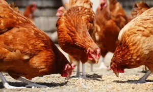 راهنمای خرید دانه مرغ محلی - شرکت توان مهر