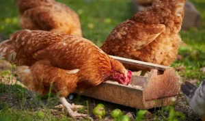 بهترین تغذیه مرغ خانگی - شرکت توان مهر