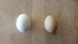 مقایسه تخم مرغ محلی با تخم مرغ ماشینی (صنعتی) - شرکت توان مهر