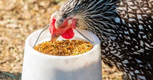 چرا باید از دان مرغی باکیفیت و بهداشتی استفاده کنیم؟ - شرکت توان مهر