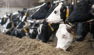 روش ها و نکات بهینه سازی رژیم غذایی گاو شیری - شرکت توان مهر