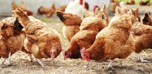 روش های نوین پرورش مرغ محلی