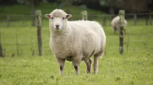 تغذیه مناسب برای گوسفندان پرواری