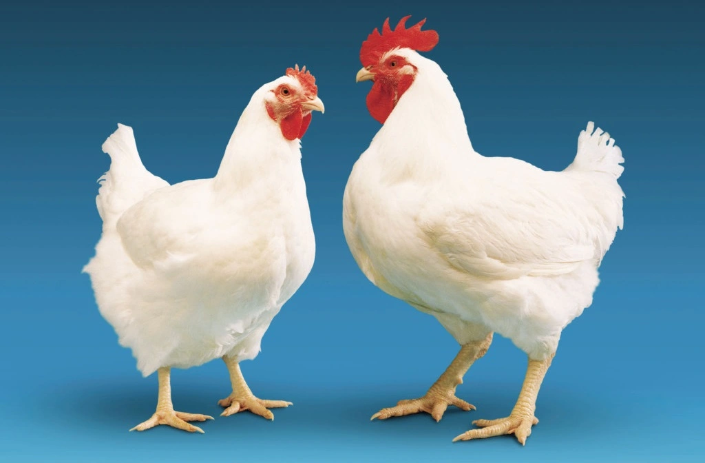تفاوت های تغذیه مرغ گوشتی و مرغ تخمگذار