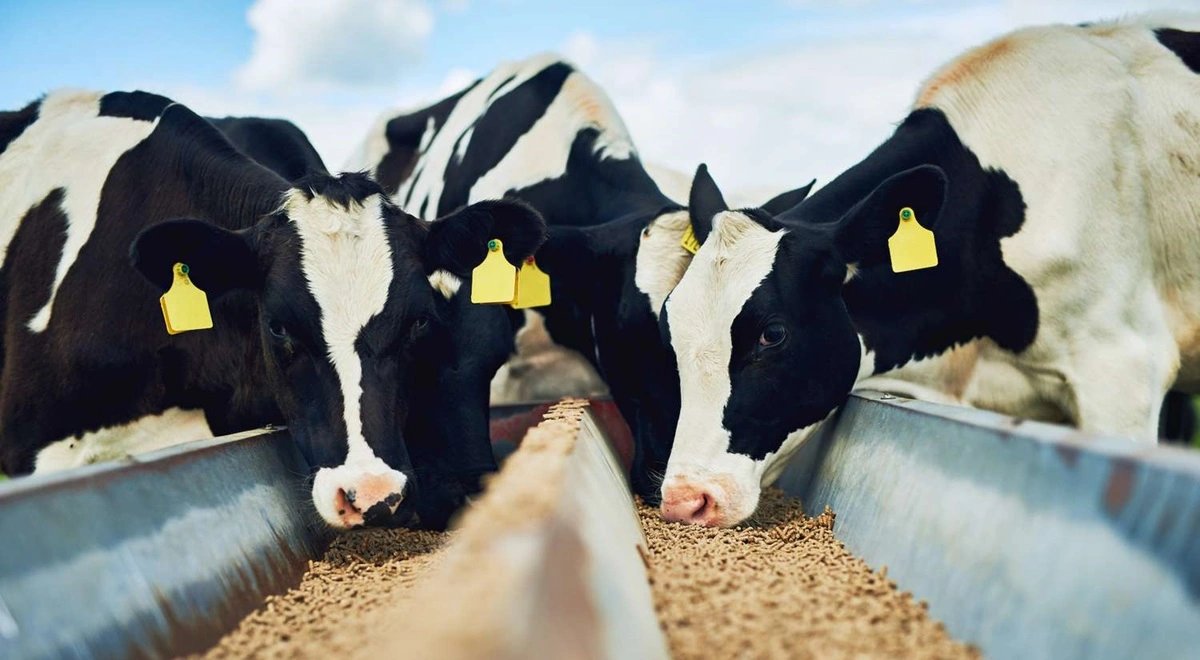 تنظیم جیره غذایی مناسب برای گاوهای شیری