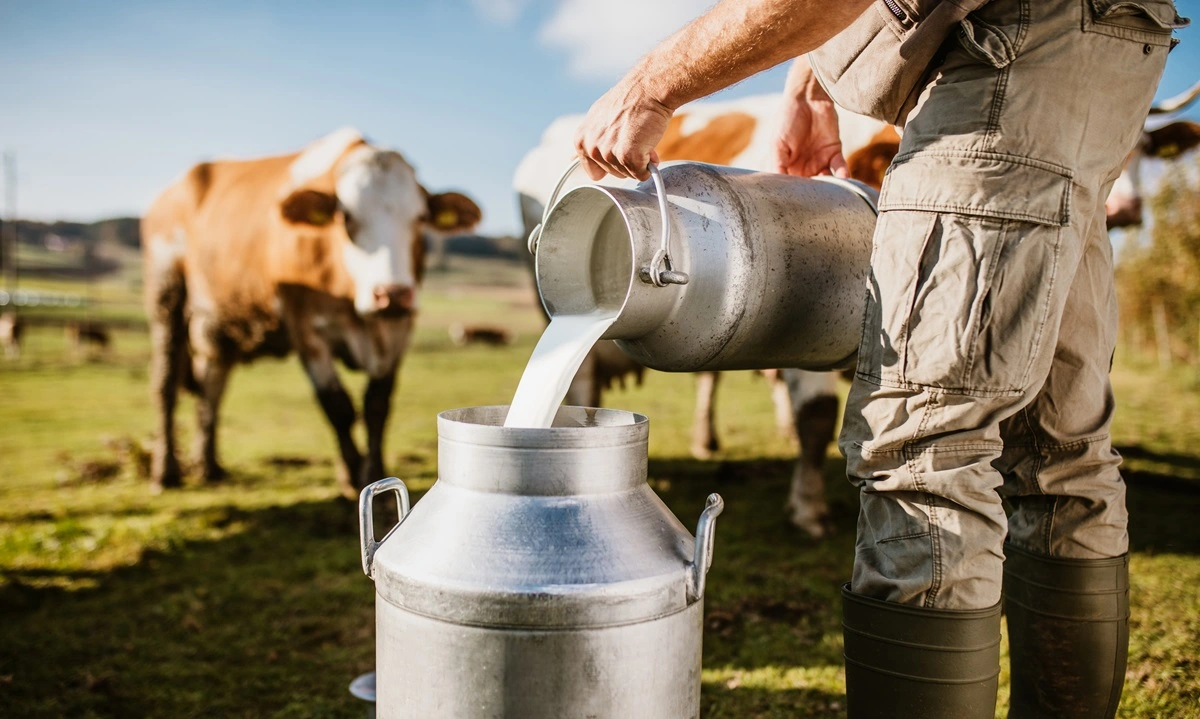 روش ها و تکنیک های بهبود تولید شیر گاوها